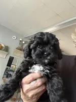 April  (pink), a female Shihpoo for sale in Independence, MO – Photo 3 of 3