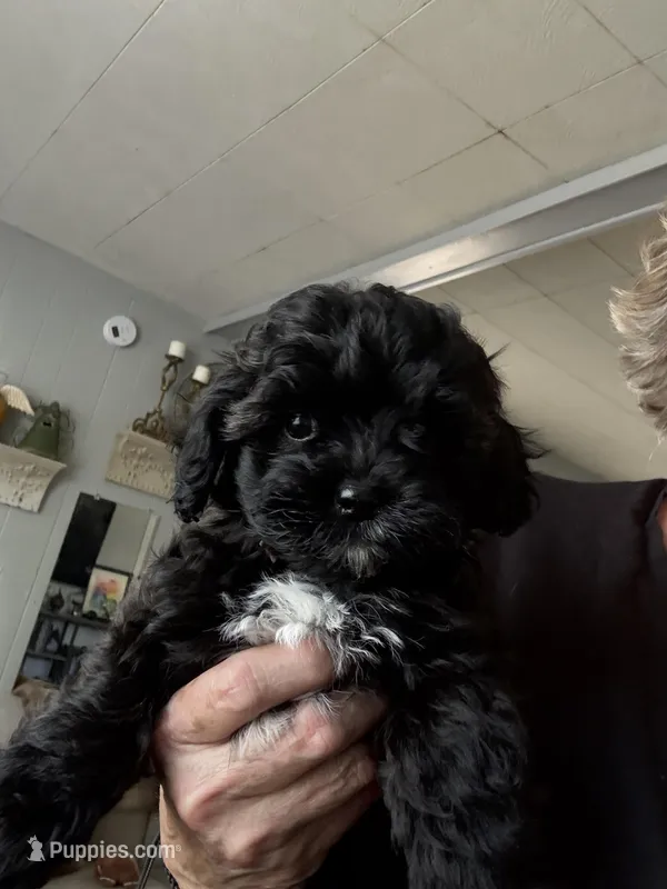 April  (pink) – Shihpoo puppy for sale in Independence, MO