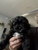 April  (pink), a female Shihpoo for sale in Independence, MO – Photo 1 of 3