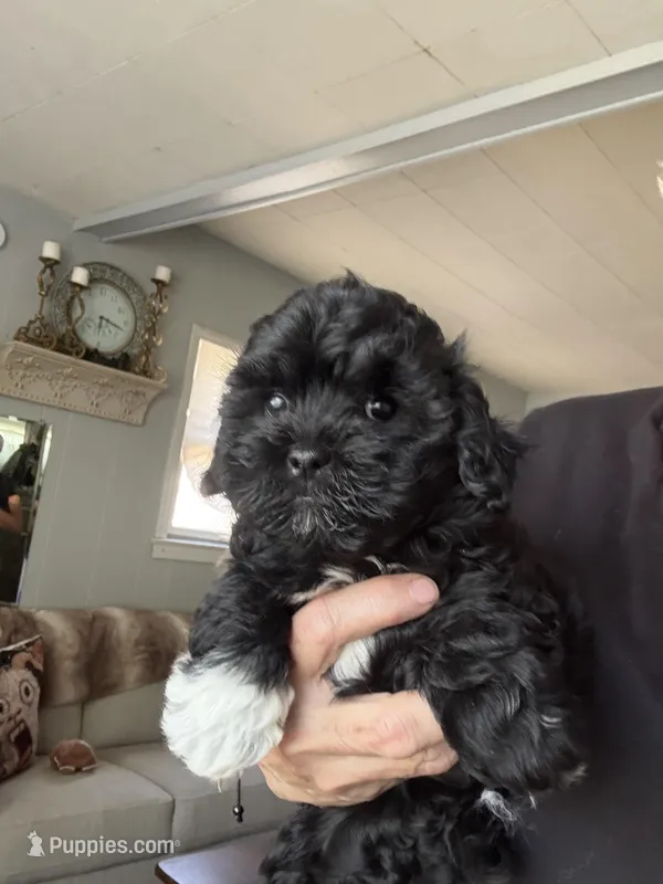  Violet   (Tan) – Shihpoo puppy for sale in Independence, MO