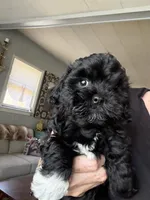  Violet   (Tan), a female Shihpoo for sale in Independence, MO – Photo 2 of 2