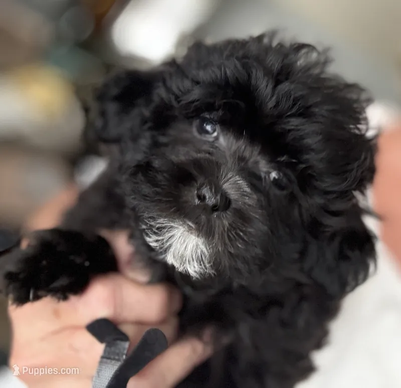 Atlas – Shihpoo, Poodle - Toy  puppy for sale in Independence, MO
