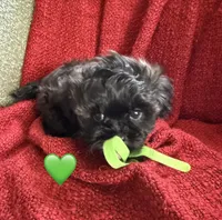 Apollo, a male Shihpoo and Poodle - Toy  for sale in Independence, MO – 3 of 3