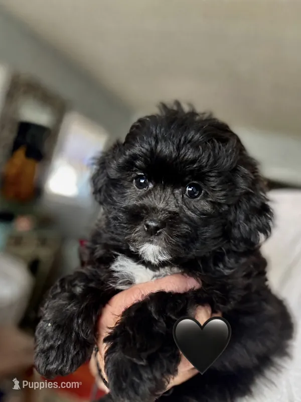 Atlas – Shihpoo, Poodle - Toy  puppy for sale in Independence, MO
