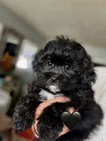 Atlas, a male Shihpoo and Poodle - Toy  for sale in Independence, MO – 1 of 3