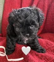 Luna, a female Shihpoo and Poodle - Toy  for sale in Independence, MO – 2 of 3