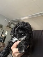 Bluey, a male Shihpoo for sale in Independence, MO – Photo 2 of 2