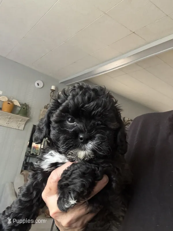 Bluey – Shihpoo puppy for sale in Independence, MO