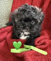 Apollo, a male Shihpoo and Poodle - Toy  for sale in Independence, MO – 2 of 3