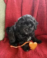 Nova, a female Shihpoo and Poodle - Toy  for sale in Independence, MO – 3 of 3