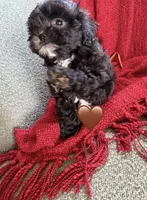 Aurora, a female Shihpoo and Poodle - Toy  for sale in Independence, MO – 2 of 3