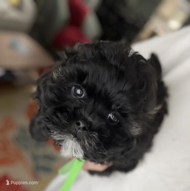 Apollo – Shihpoo, Poodle - Toy  puppy for sale in Independence, MO