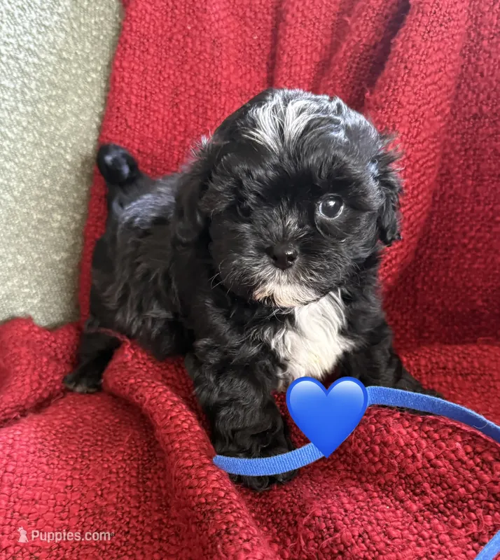 Aster – Shihpoo, Poodle - Toy  puppy for sale in Independence, MO