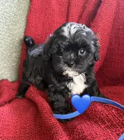 Aster, a male Shihpoo and Poodle - Toy  for sale in Independence, MO – 1 of 3