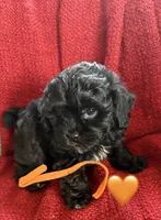 Nova, a female Shihpoo and Poodle - Toy  for sale in Independence, MO – 2 of 3