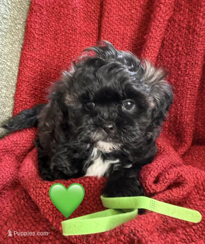 Apollo – Shihpoo, Poodle - Toy  puppy for sale in Independence, MO