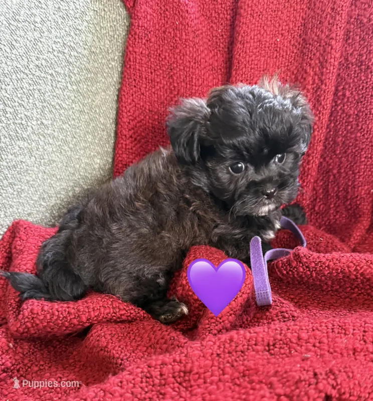 Aries – Shihpoo, Poodle - Toy  puppy for sale in Independence, MO