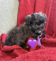 Aries, a male Shihpoo and Poodle - Toy  for sale in Independence, MO – 1 of 3