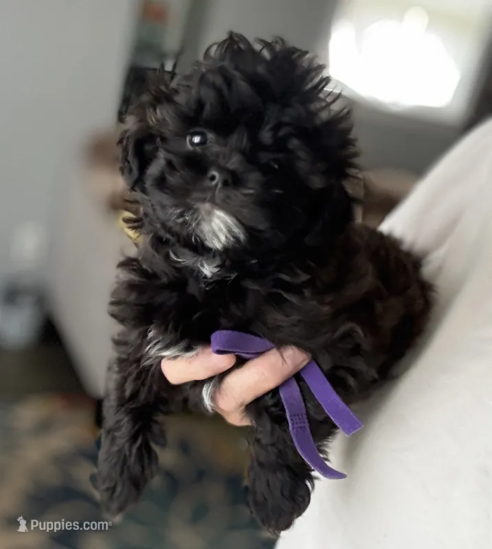 Apollo – Shihpoo, Poodle - Toy  puppy for sale in Independence, MO