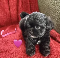 Stella, a female Shihpoo and Poodle - Toy  for sale in Independence, MO – 3 of 3