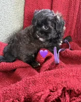 Aries, a male Shihpoo and Poodle - Toy  for sale in Independence, MO – 3 of 3