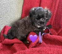 Aries, a male Shihpoo and Poodle - Toy  for sale in Independence, MO – 2 of 3