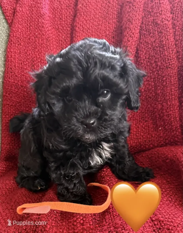 Nova – Shihpoo, Poodle - Toy  puppy for sale in Independence, MO