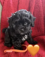 Nova, a female Shihpoo and Poodle - Toy  for sale in Independence, MO – 1 of 3