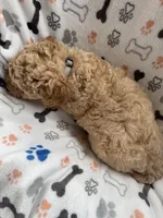 Juke, a male Miniature Goldendoodle for sale in Sparta, NC – Photo 5 of 5