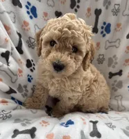 Juke, a male Miniature Goldendoodle for sale in Sparta, NC – Photo 2 of 5