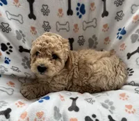 Juke, a male Miniature Goldendoodle for sale in Sparta, NC – Photo 4 of 5