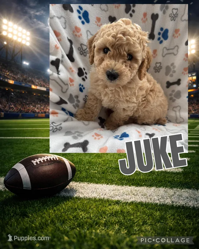 Juke, a male Miniature Goldendoodle for sale in Sparta, NC – Photo 1 of 5