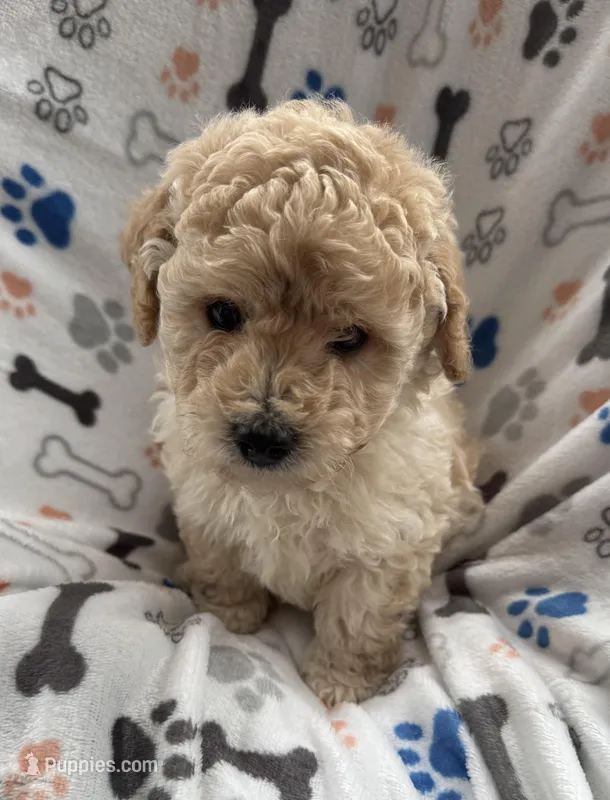 Spike, a male Miniature Goldendoodle for sale in Sparta, NC – Photo 1 of 4