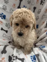 Spike, a male Miniature Goldendoodle for sale in Sparta, NC – Photo 1 of 4