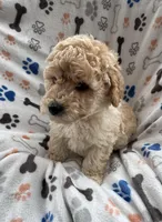 Spike, a male Miniature Goldendoodle for sale in Sparta, NC – Photo 2 of 4