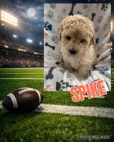 Spike, a male Miniature Goldendoodle for sale in Sparta, NC – Photo 4 of 4