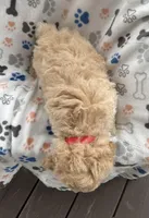 Spike, a male Miniature Goldendoodle for sale in Sparta, NC – Photo 3 of 4