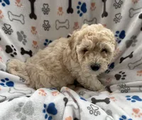Rookie, a male Miniature Goldendoodle for sale in Sparta, NC – Photo 3 of 4