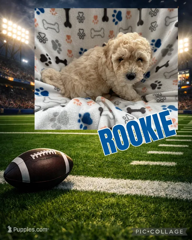 Rookie, a male Miniature Goldendoodle for sale in Sparta, NC – Photo 1 of 4