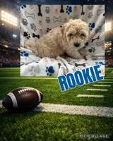 Rookie, a male Miniature Goldendoodle for sale in Sparta, NC – Photo 1 of 4
