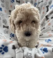 Rookie, a male Miniature Goldendoodle for sale in Sparta, NC – Photo 2 of 4