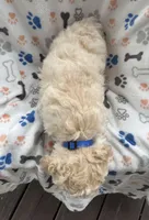 Rookie, a male Miniature Goldendoodle for sale in Sparta, NC – Photo 4 of 4