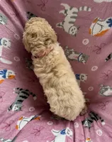 Victory, a female Miniature Goldendoodle for sale in Sparta, NC – Photo 4 of 4