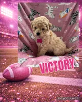 Victory, a female Miniature Goldendoodle for sale in Sparta, NC – Photo 3 of 4