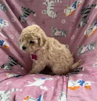 Victory, a female Miniature Goldendoodle for sale in Sparta, NC – Photo 2 of 4