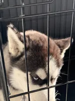 Bella, a female Siberian Husky for sale in Raynham Center, MA – 3 of 4