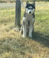 Bella, a female Siberian Husky for sale in Raynham Center, MA – 2 of 4