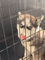 Bella, a female Siberian Husky for sale in Raynham Center, MA – 4 of 4