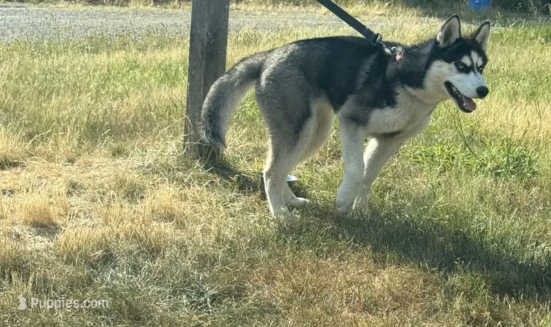 Bella – Siberian Husky puppy on hold in Raynham Center, MA