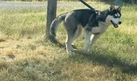 Bella, a female Siberian Husky for sale in Raynham Center, MA – 1 of 4